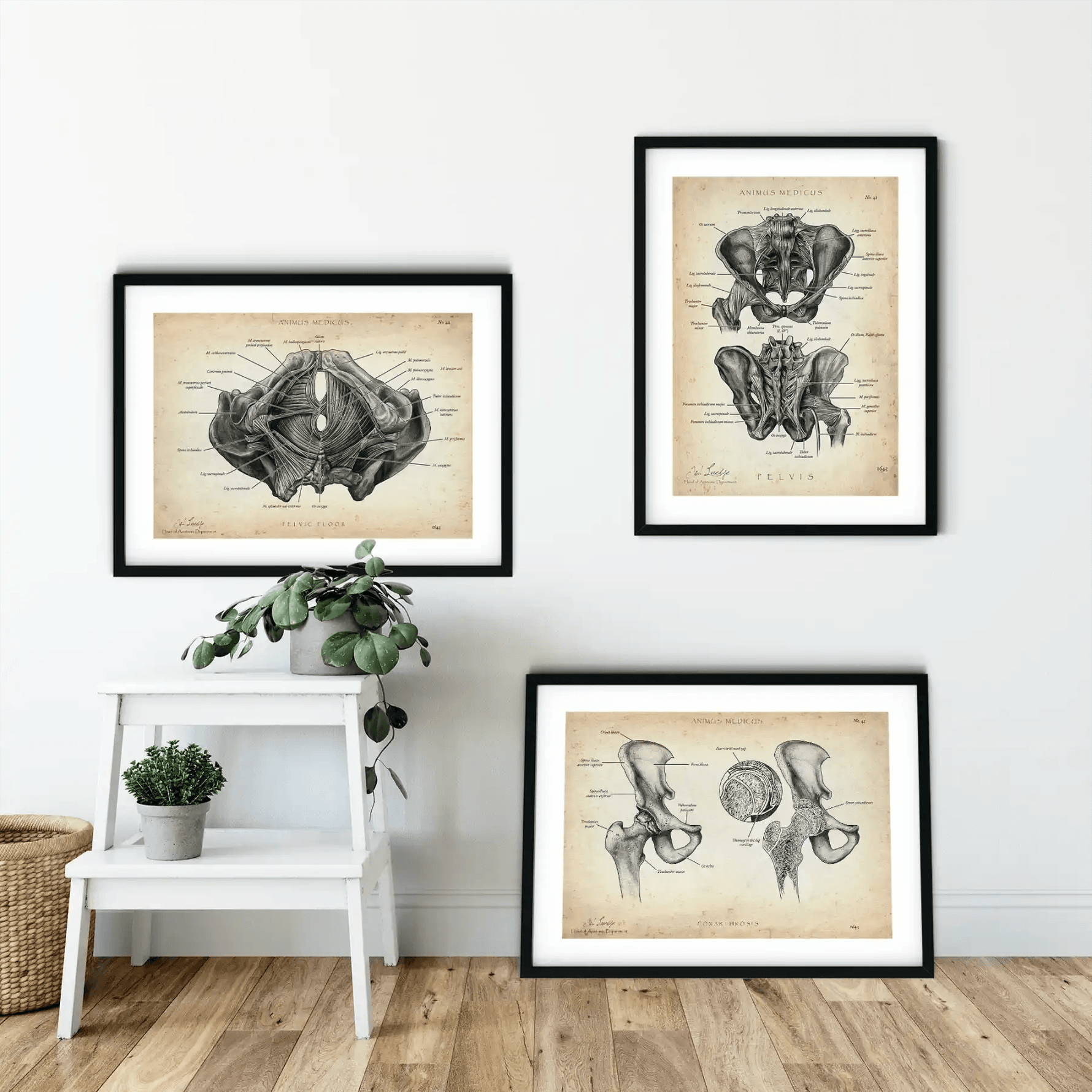 Becken Anatomie Sammlung - Animus Medicus GmbH