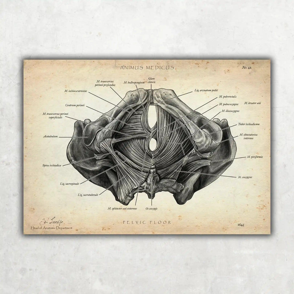 Becken Anatomie Sammlung - Animus Medicus GmbH