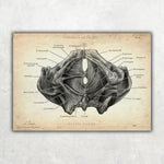 Becken Anatomie Sammlung - Animus Medicus GmbH