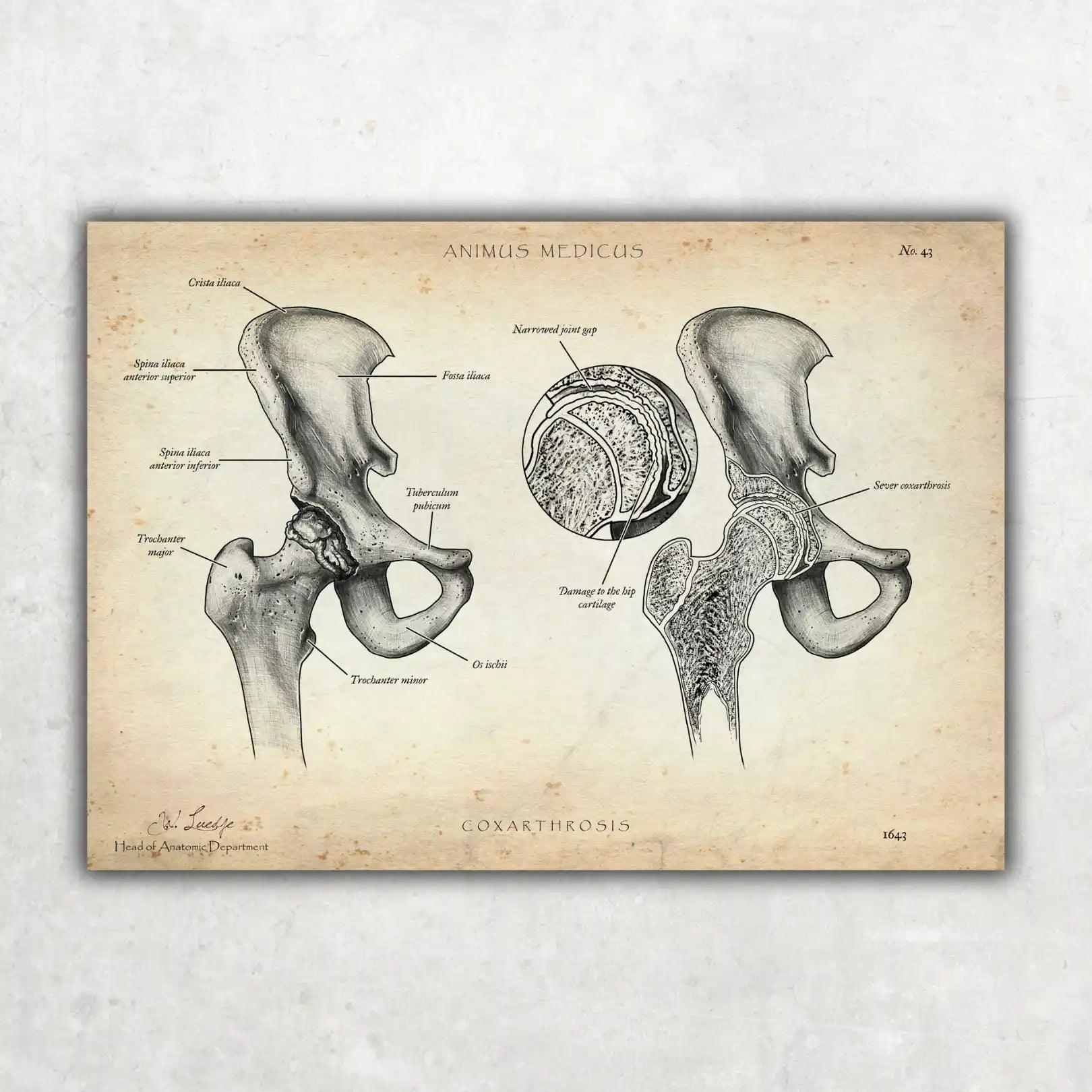 Anatomie der Beckenknochen