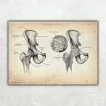 Becken Anatomie Sammlung - Animus Medicus GmbH