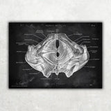 Becken Anatomie Sammlung - Chalkboard - Animus Medicus GmbH