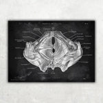 Becken Anatomie Sammlung - Chalkboard - Animus Medicus GmbH