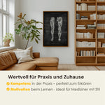 Beinmuskulatur Anatomie - Chalkboard - Animus Medicus GmbH