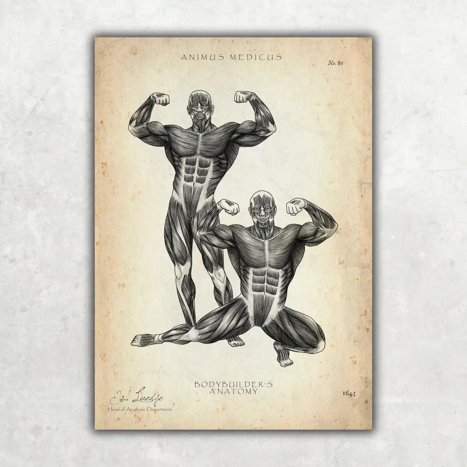 Bodybuilder Anatomie Poster - Animus Medicus GmbH