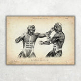 Boxer Anatomie Poster - Animus Medicus GmbH