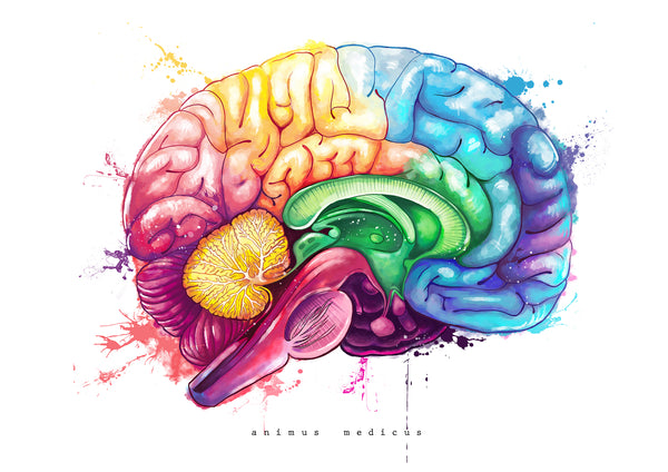 Gehirn Anatomie - Rainbow