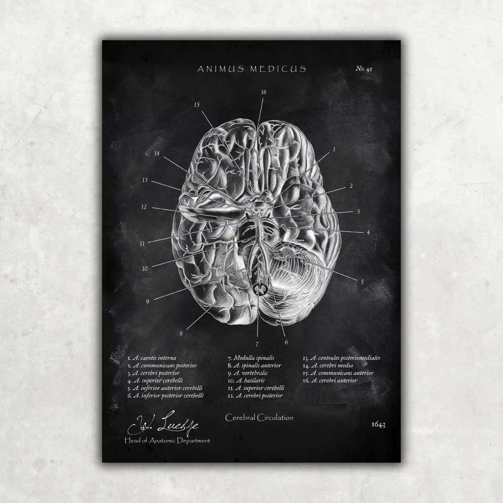Circulus arteriosus willisii - Chalkboard - Animus Medicus GmbH