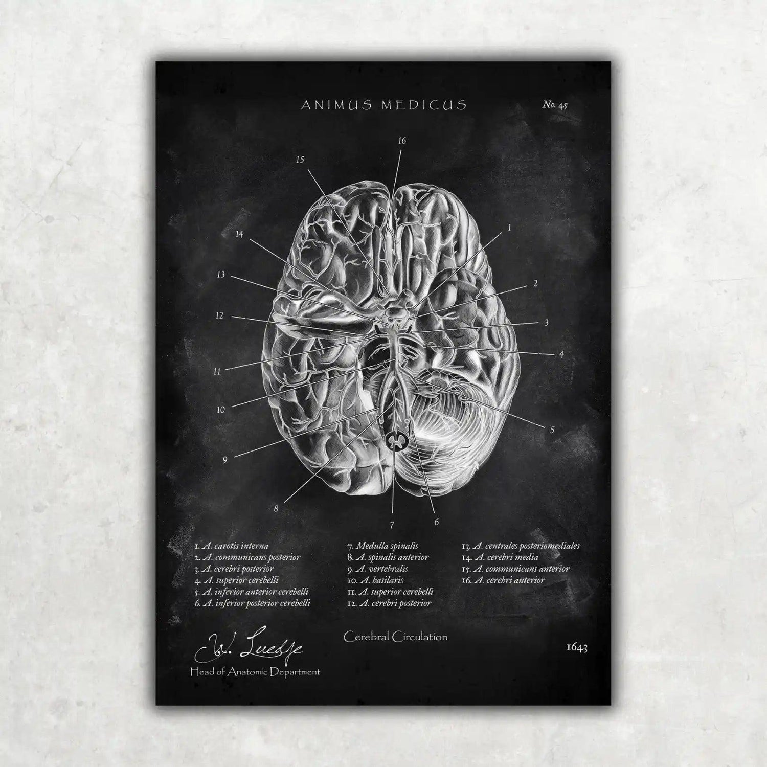 Circulus arteriosus willisii - Chalkboard - Animus Medicus GmbH