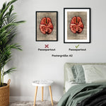 Das Gehirn - Buchseite - Animus Medicus GmbH