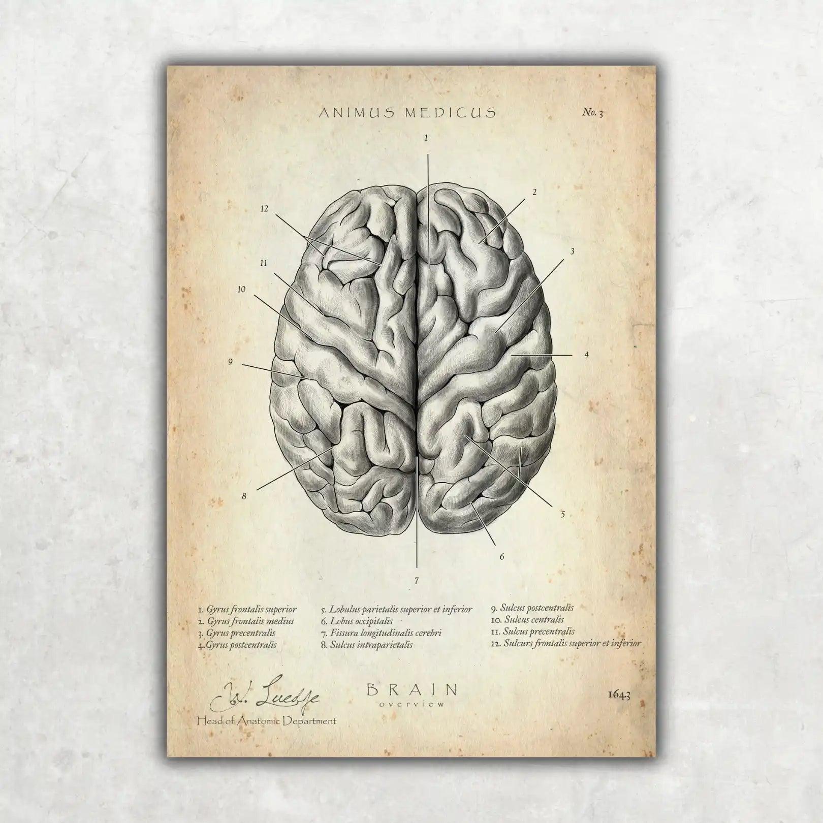 Das menschliche Gehirn - Animus Medicus GmbH