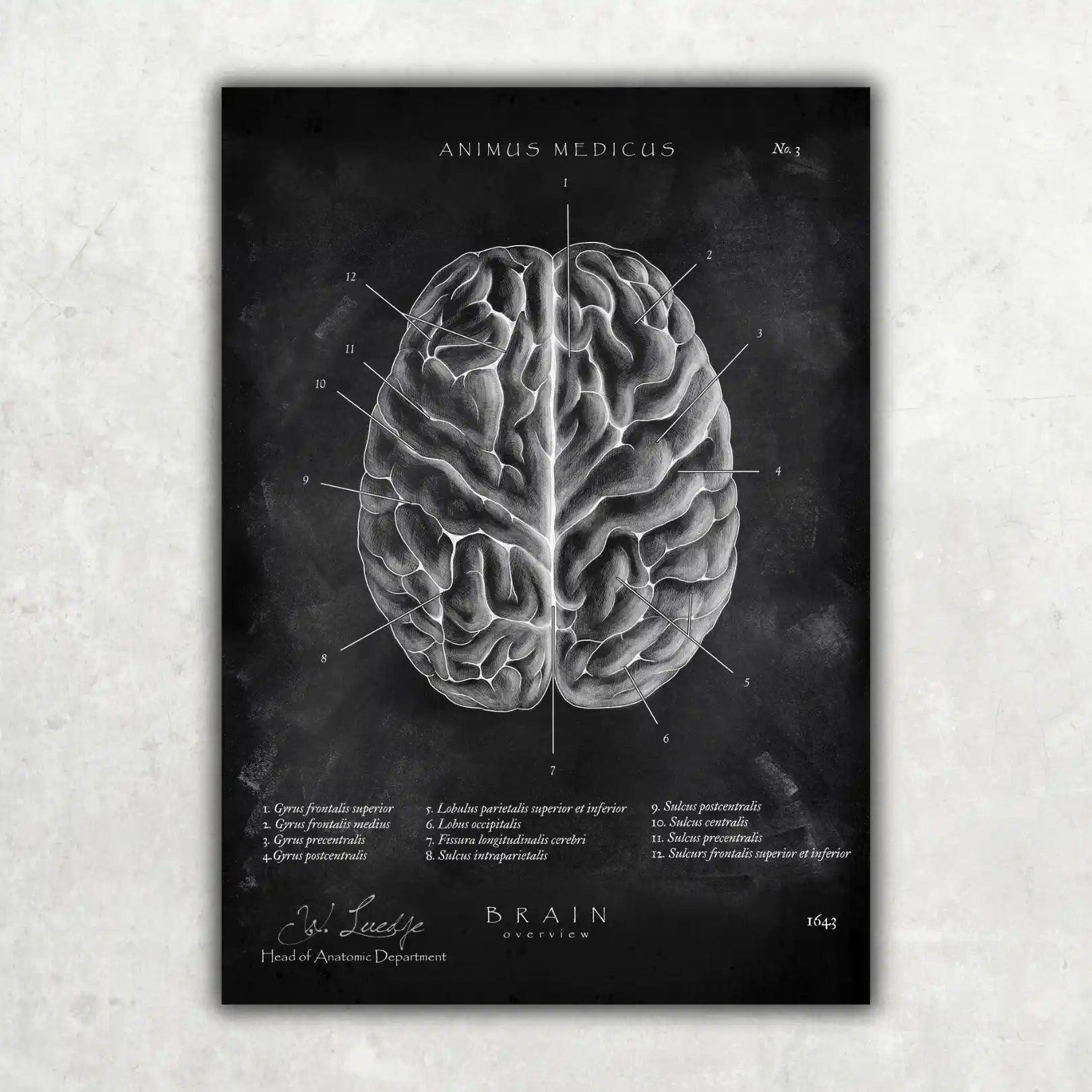 Das menschliche Gehirn - Chalkboard - Animus Medicus GmbH