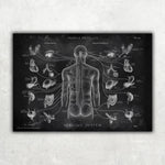 Das vegetative Nervensystem - Chalkboard - Animus Medicus GmbH