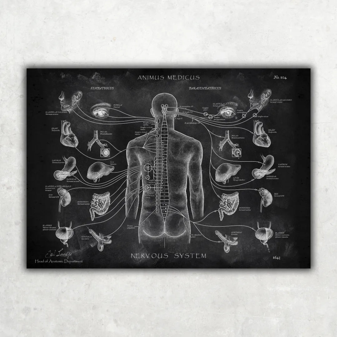 Das vegetative Nervensystem - Chalkboard - Animus Medicus GmbH