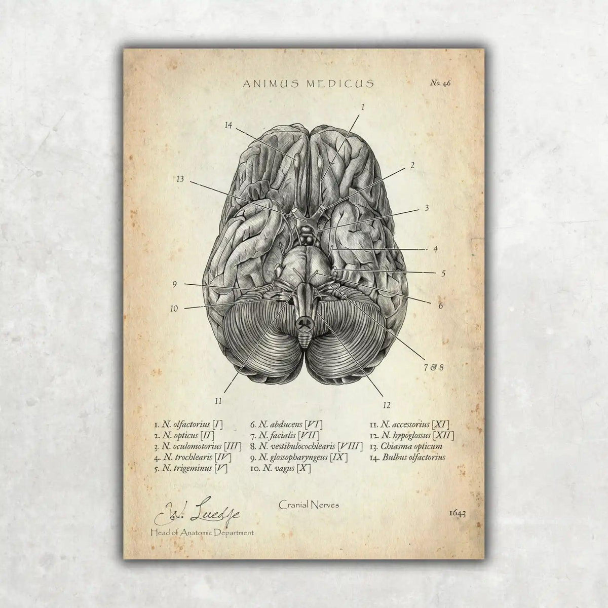 Die 12 Hirnnerven - Animus Medicus GmbH