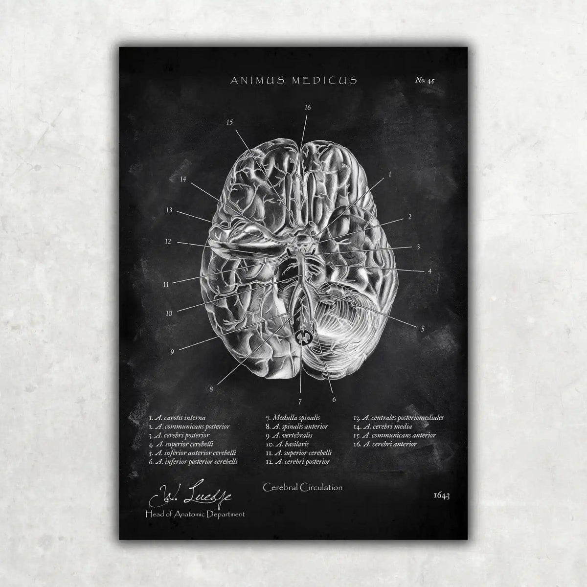 Die 12 Hirnnerven - Chalkboard - Animus Medicus GmbH
