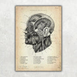 Die Gesicht Anatomie - Animus Medicus GmbH