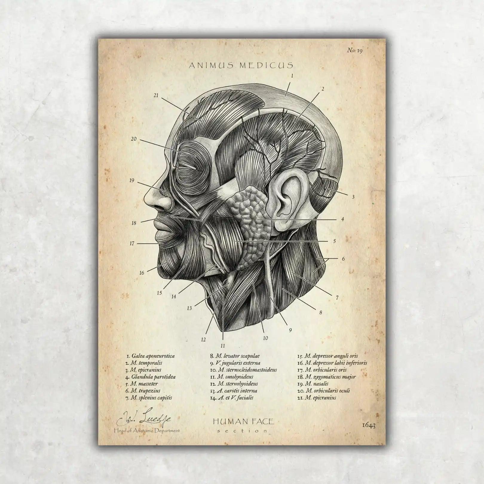 Die Gesicht Anatomie - Animus Medicus GmbH