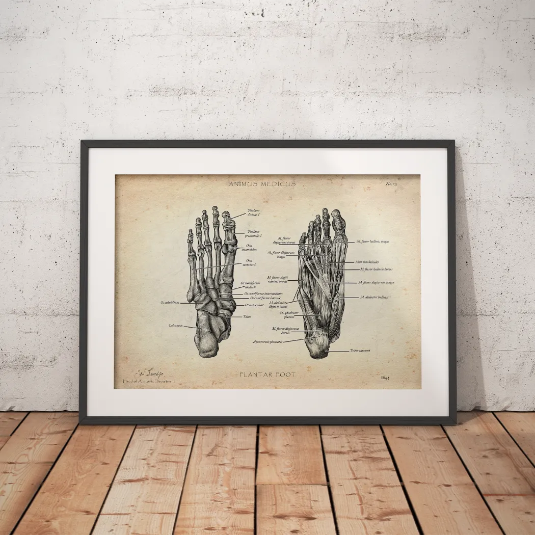 Fuß Knochen und Muskeln Anatomie Poster - Animus Medicus – Animus ...