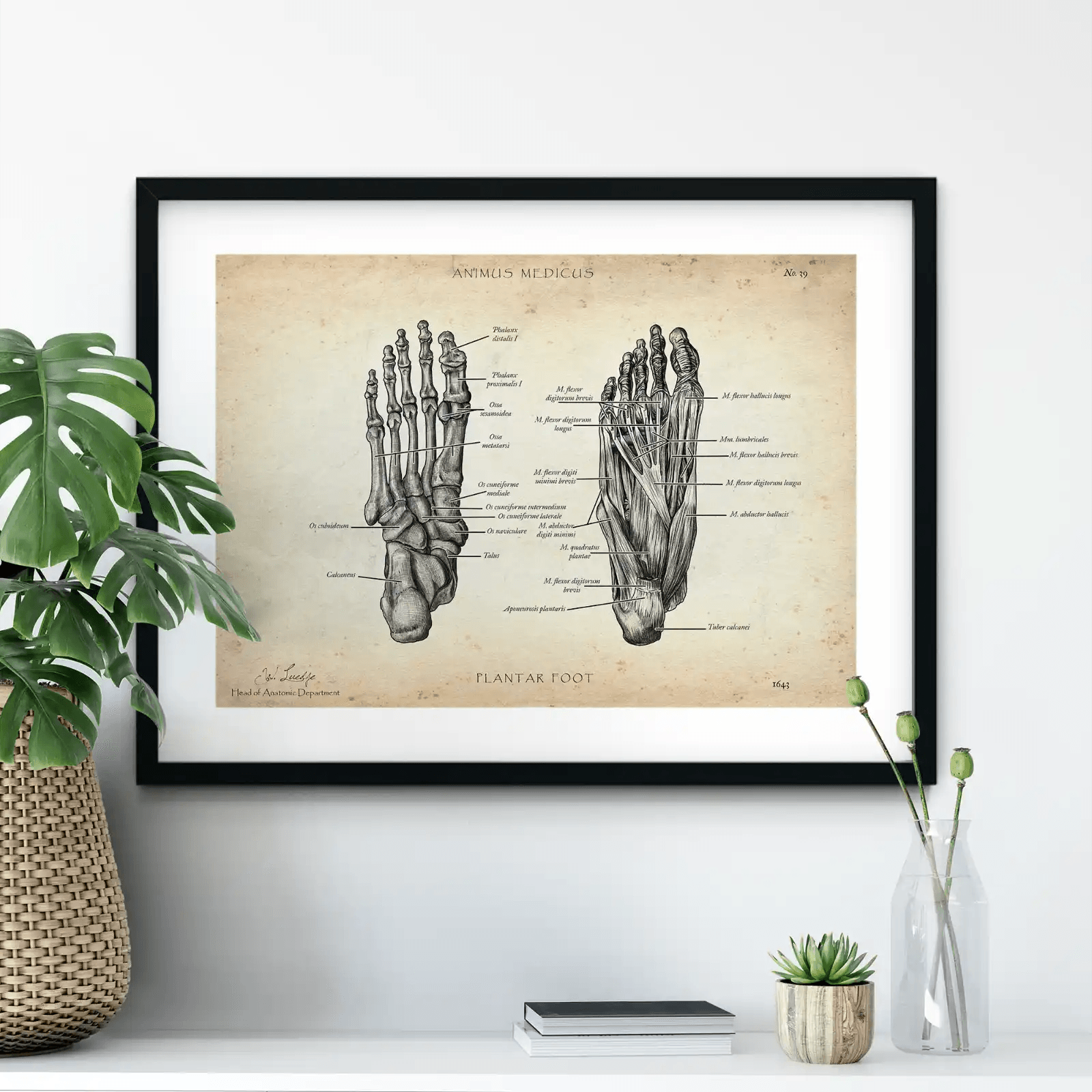 Fuß Anatomie | Knochen und Muskeln - Animus Medicus GmbH