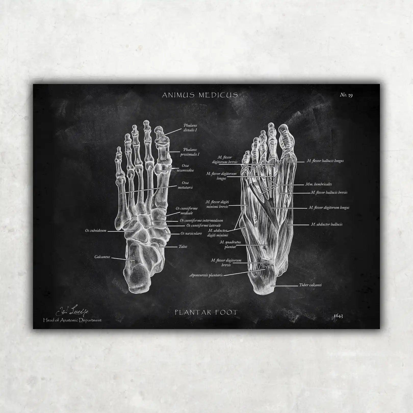 Fuß Anatomie | Knochen und Muskeln - Chalkboard - Animus Medicus GmbH