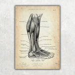 Fuß Anatomie Sammlung - Animus Medicus GmbH