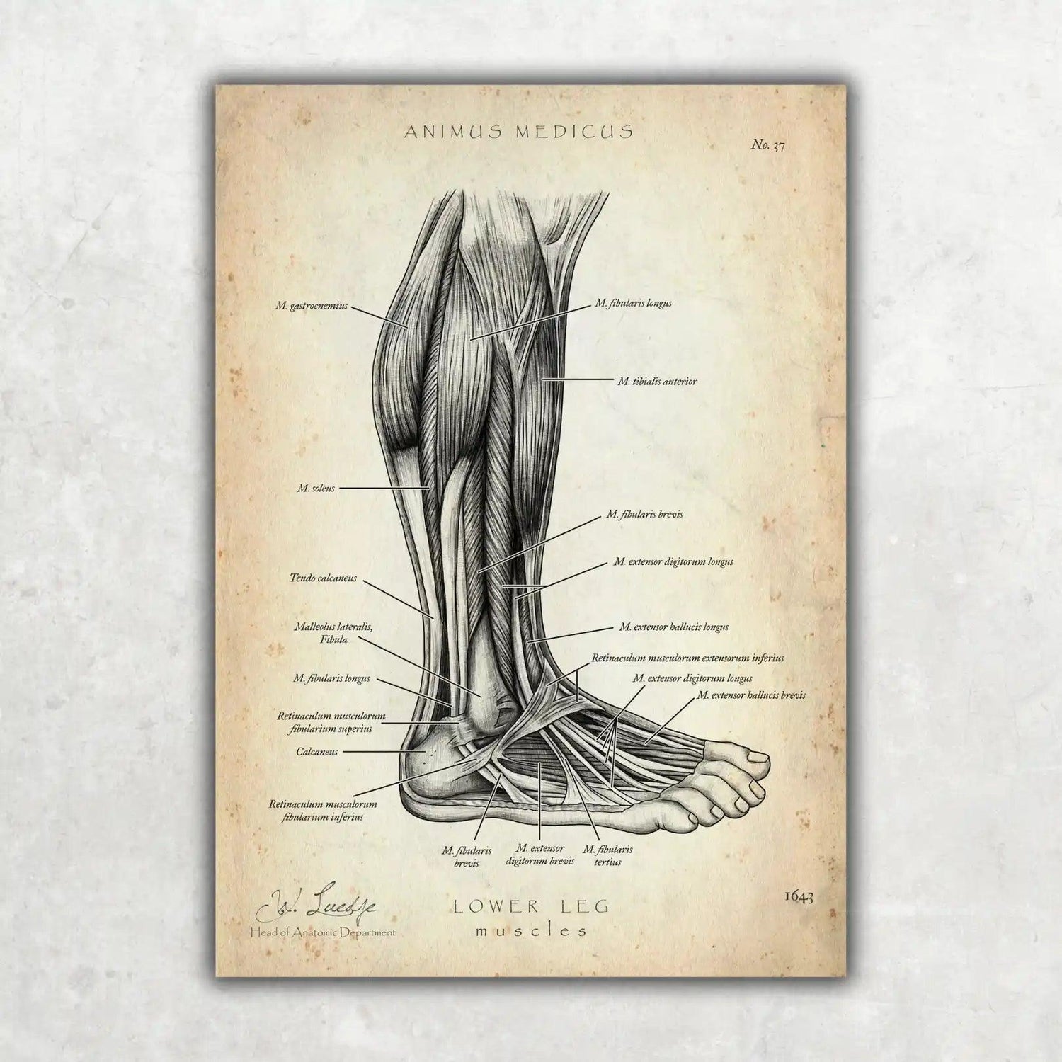 Fuß Anatomie Sammlung - Animus Medicus GmbH