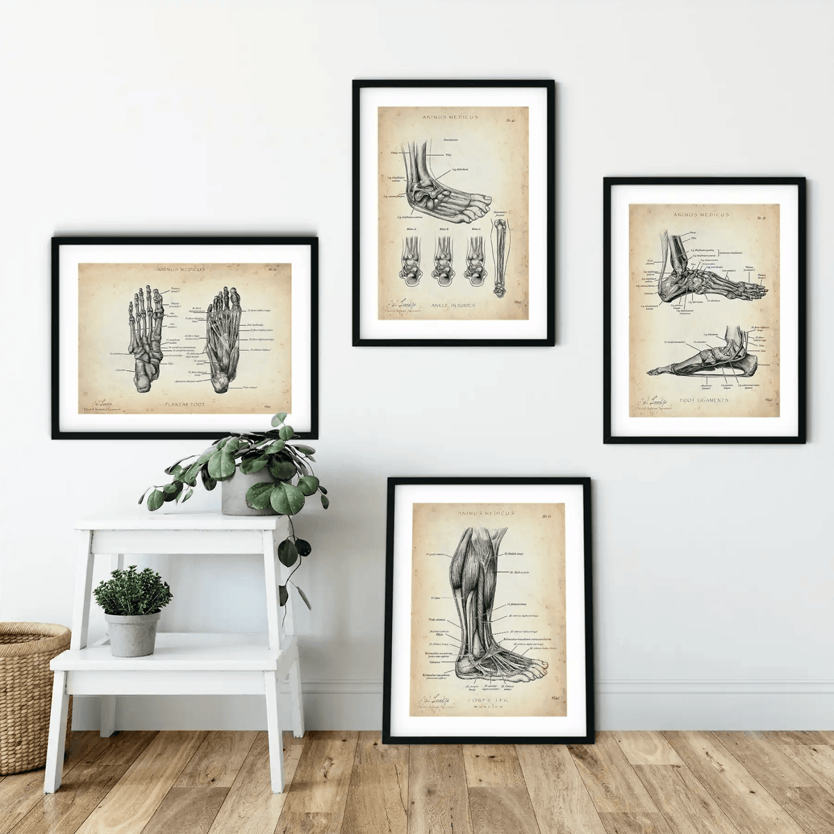 Fuß Anatomie Sammlung - Animus Medicus GmbH