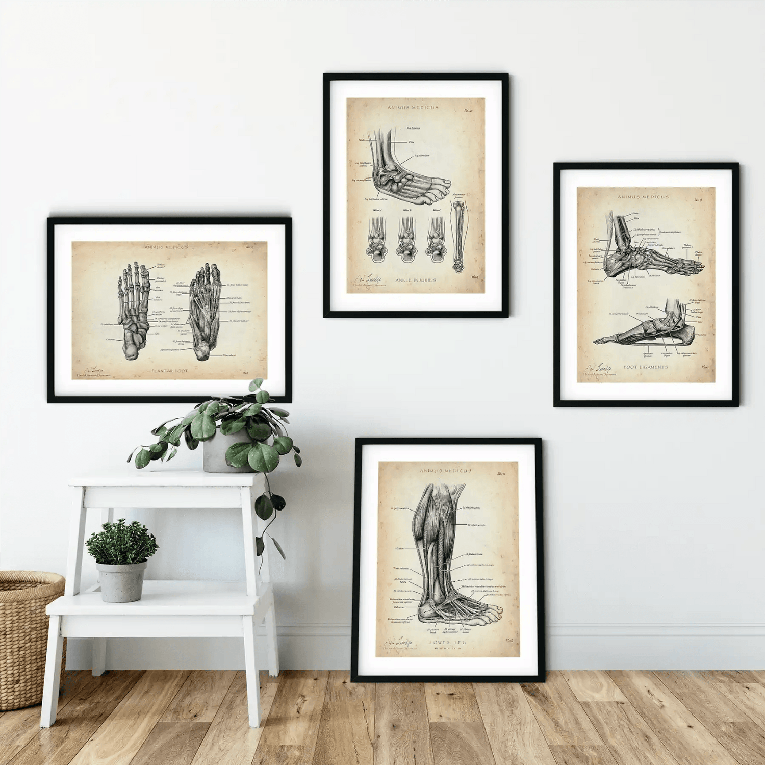 Fuß Anatomie Sammlung - Animus Medicus GmbH