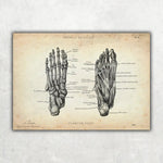 Fuß Anatomie Sammlung - Animus Medicus GmbH
