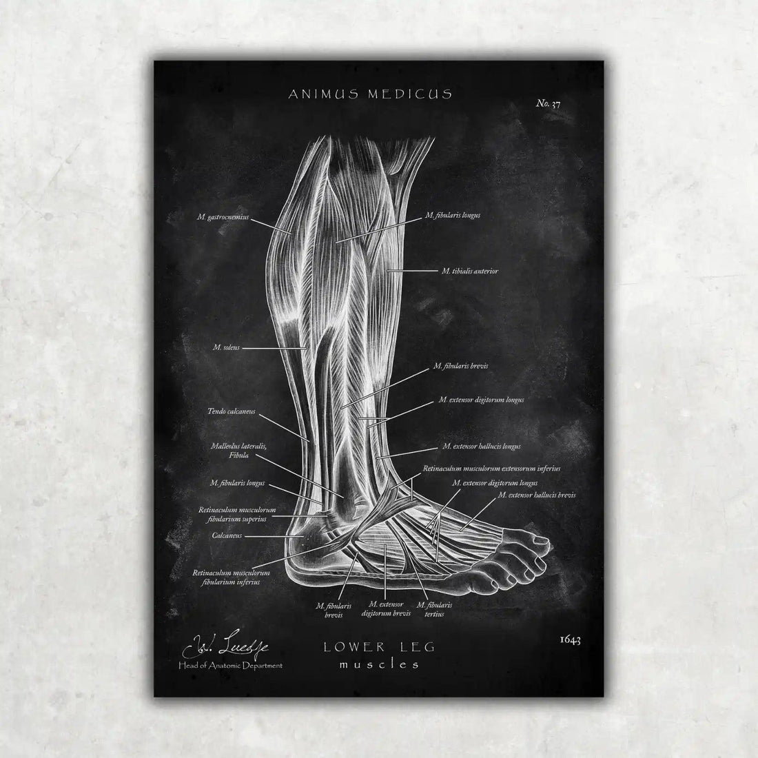 Fuß Anatomie Sammlung - Chalkboard - Animus Medicus GmbH