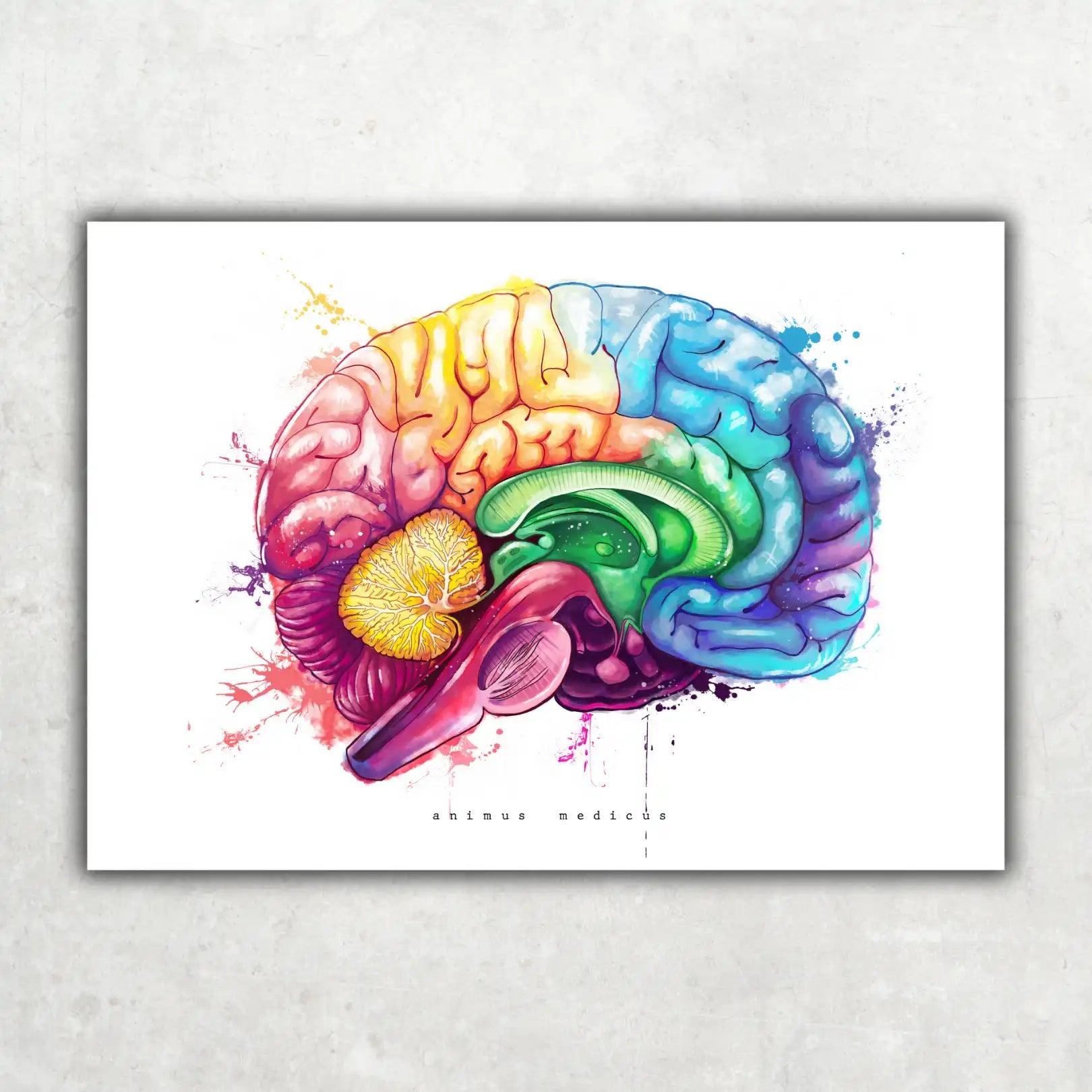 Gehirn Anatomie - Rainbow - Animus Medicus GmbH