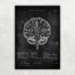 Gehirn Aufbau im Schnitt - Chalkboard - Animus Medicus GmbH