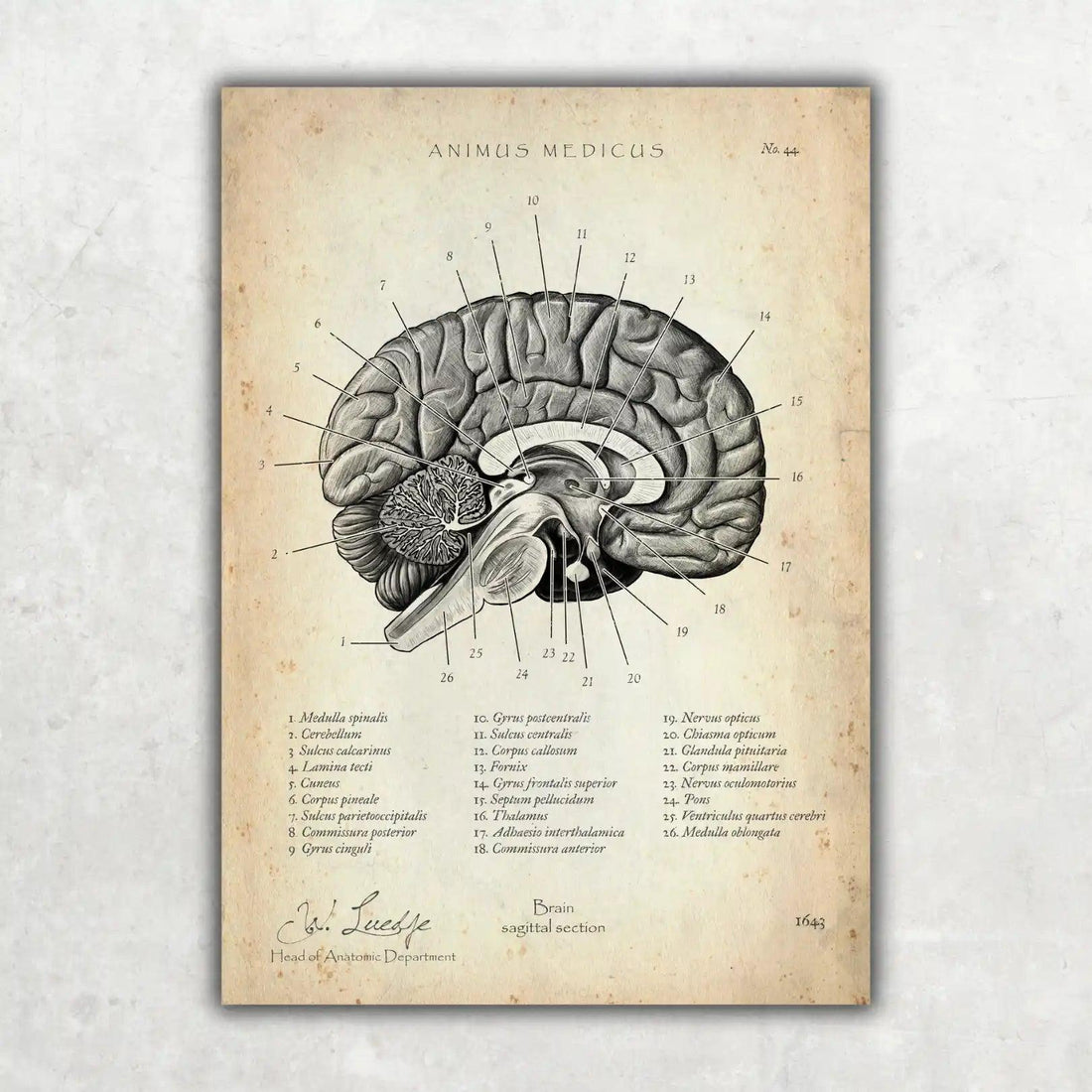 Gehirn im Sagittalschnitt - Animus Medicus GmbH