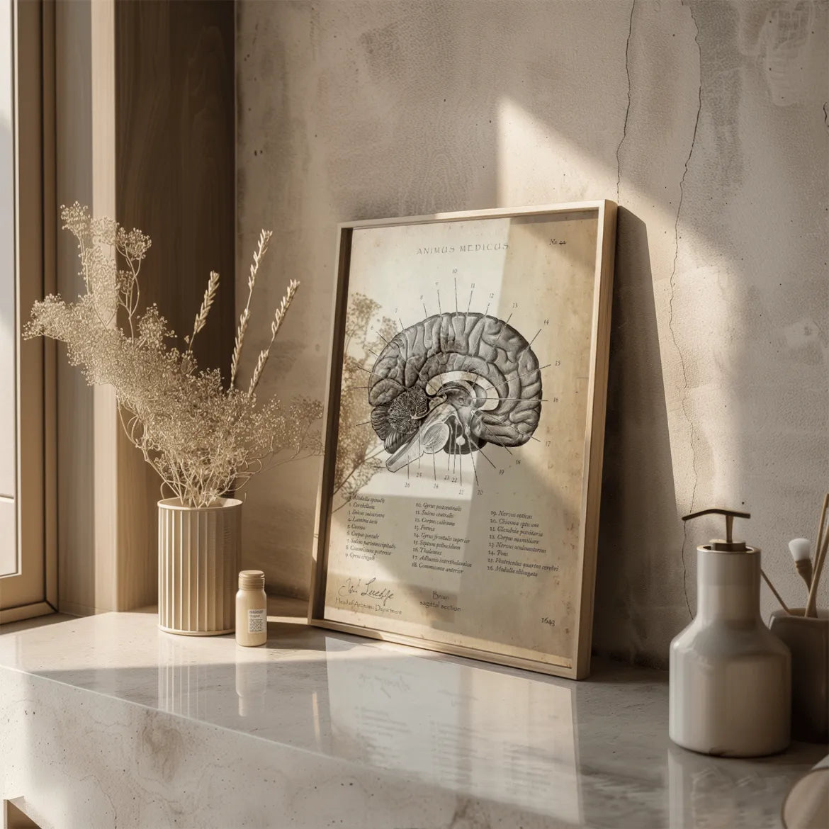 Gehirn im Sagittalschnitt - Animus Medicus GmbH