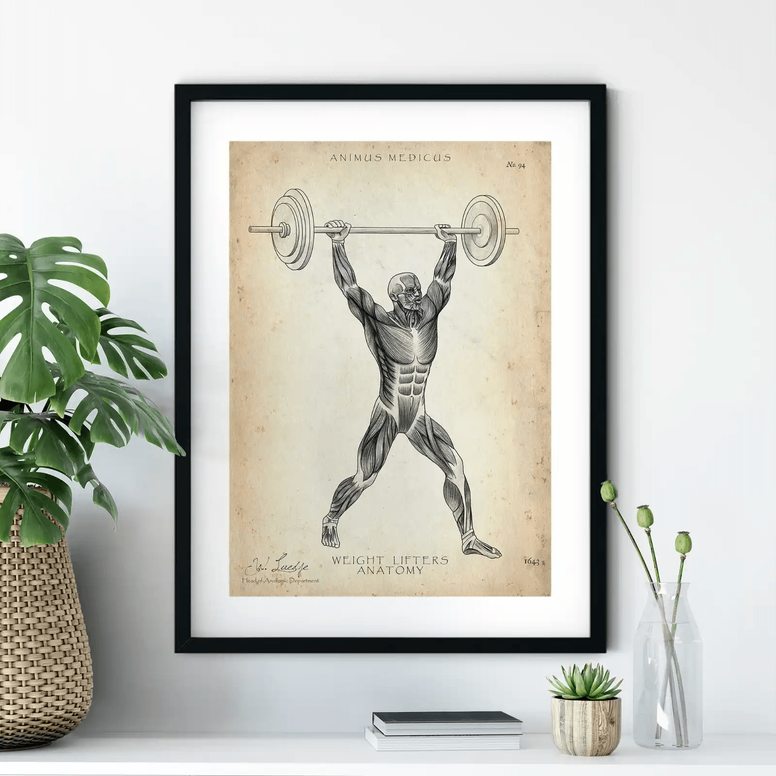 Gewichtheben Anatomie Poster - Animus Medicus GmbH