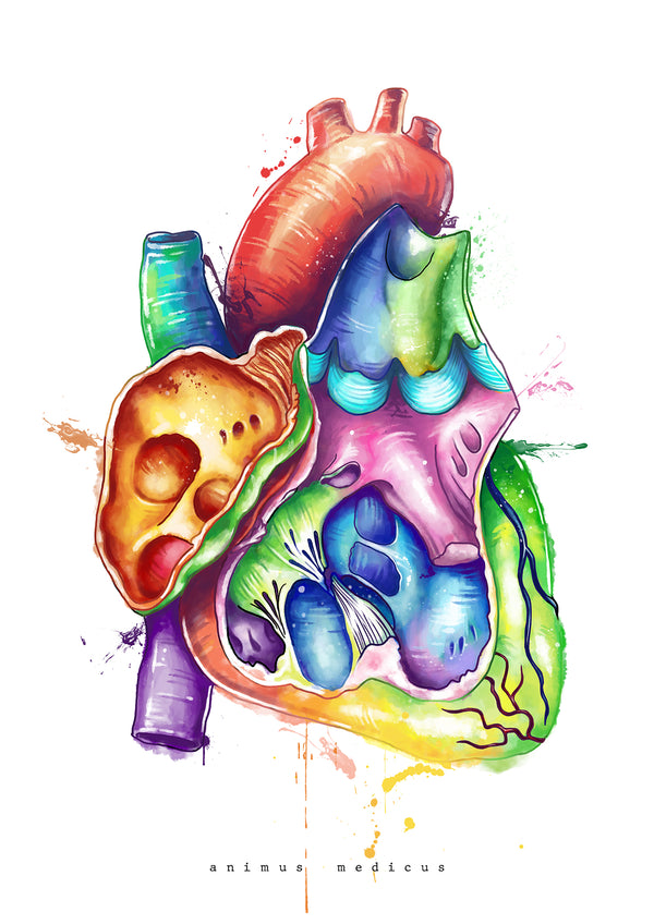 Herz im Schnitt Anatomie - Rainbow
