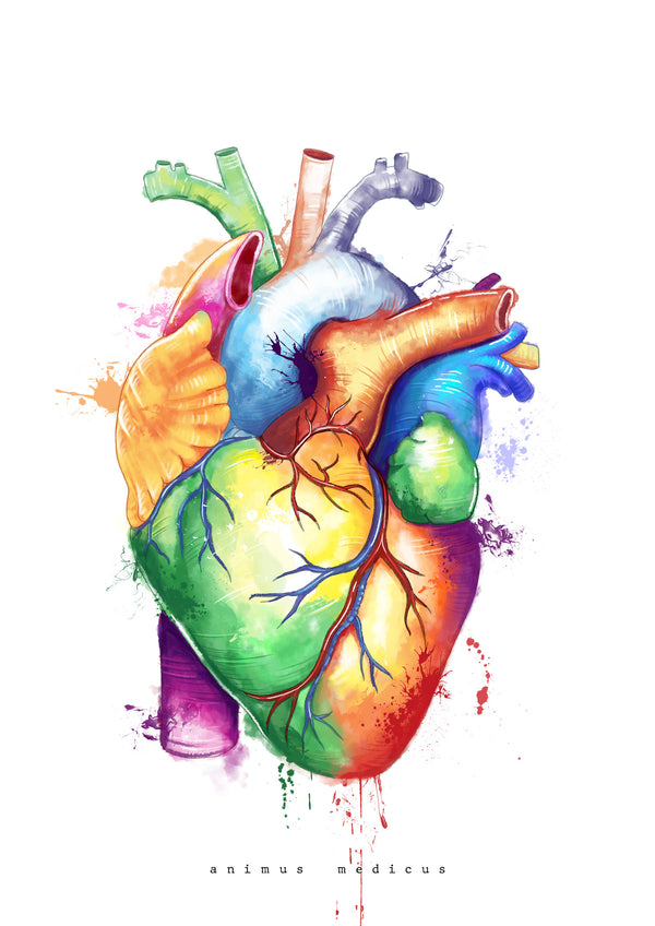 Herz Anatomie - Rainbow