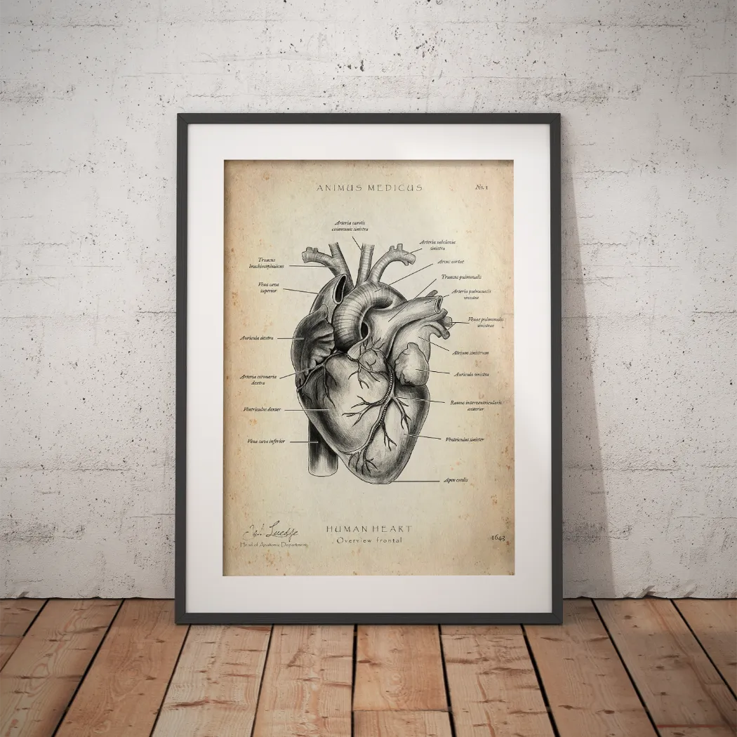 Herz Anatomie - Animus Medicus GmbH