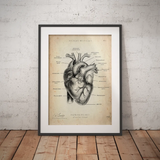 Herz Anatomie - Animus Medicus GmbH