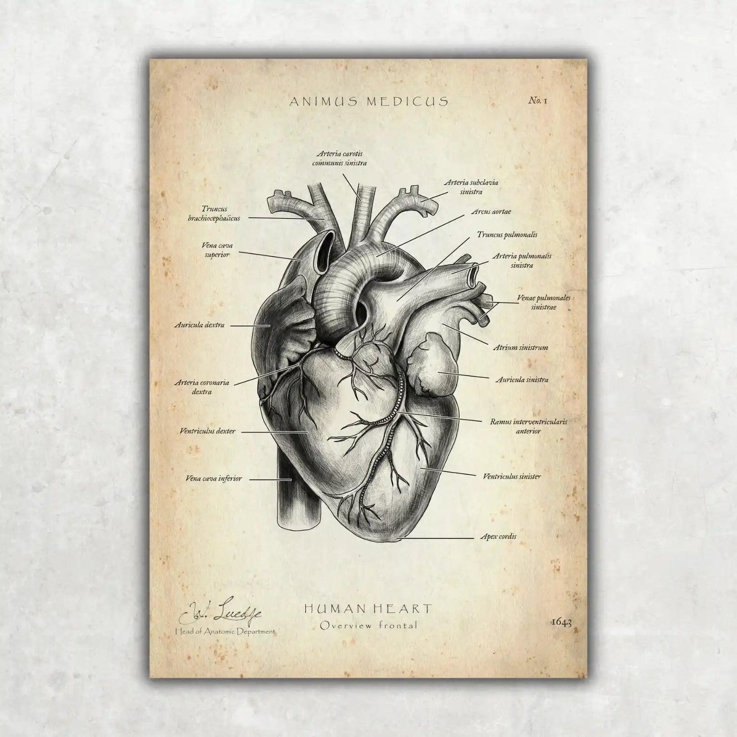 Herz Anatomie - Animus Medicus GmbH