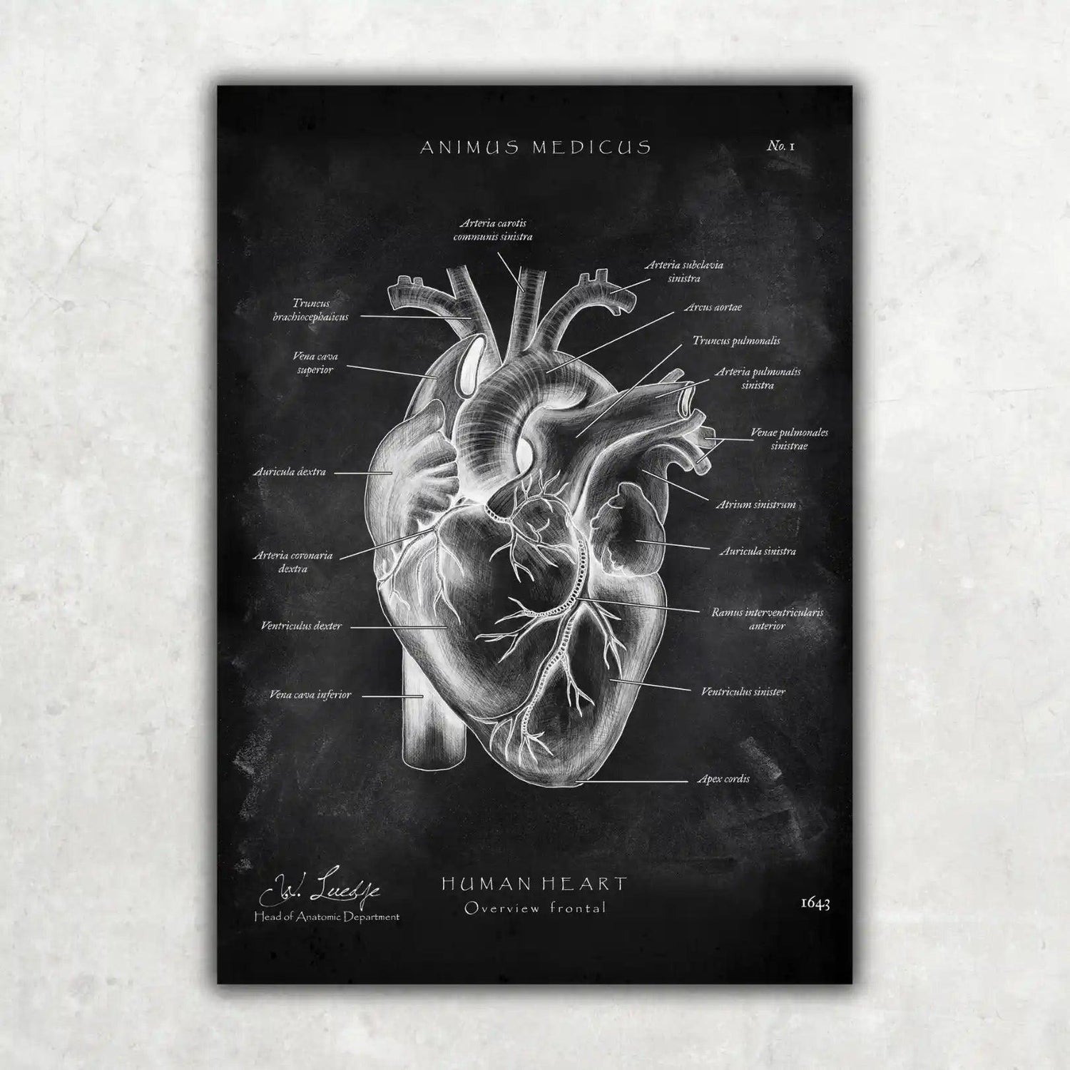 Herz Anatomie - Chalkboard - Animus Medicus GmbH