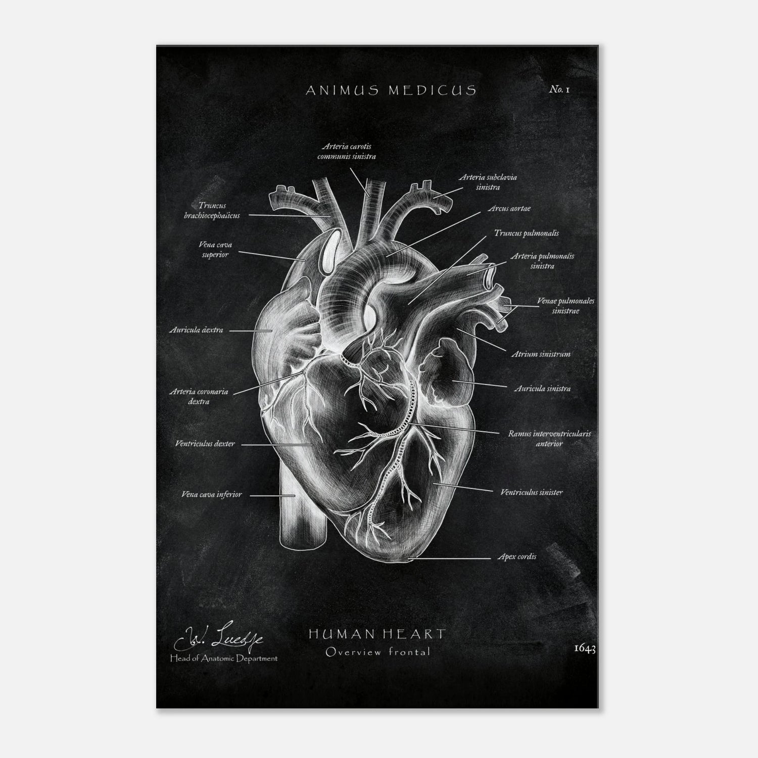 Herz Anatomie Chalkboard - Leinwand - Animus Medicus GmbH