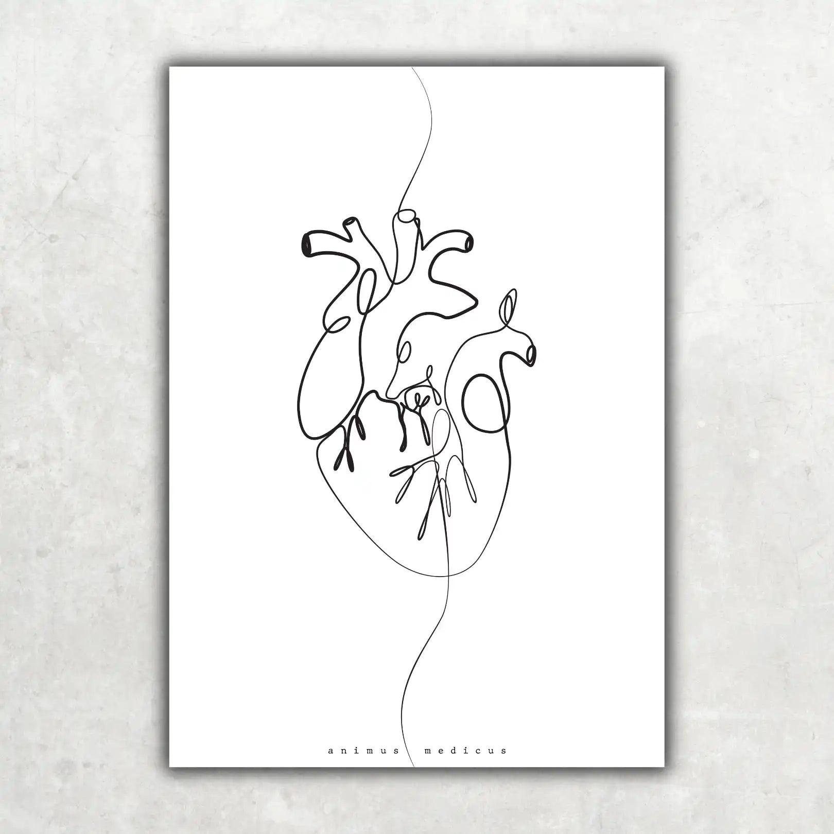 Herz Anatomie Minimalist - Animus Medicus GmbH