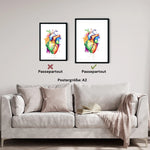 Herz Anatomie - Rainbow - Animus Medicus GmbH