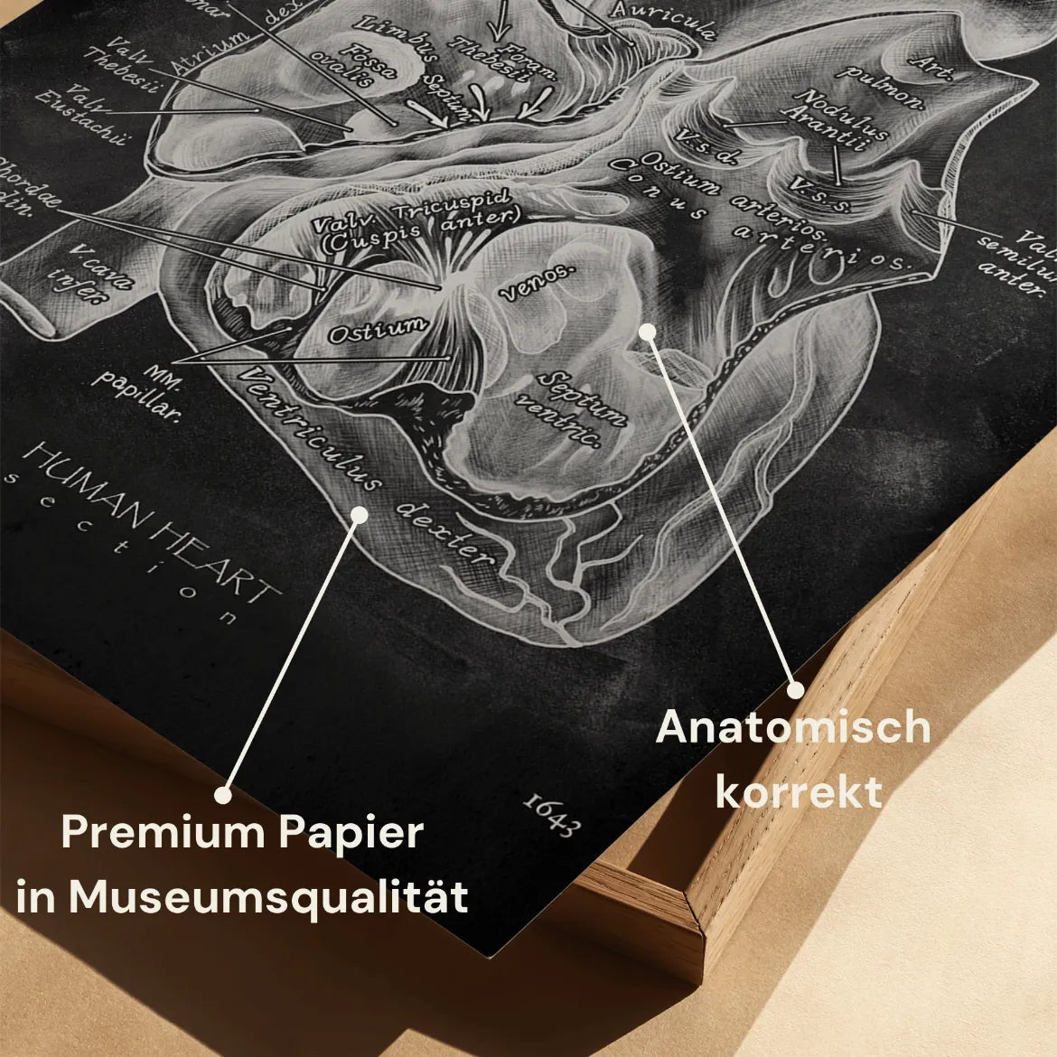 Herz im Schnitt - Chalkboard - Animus Medicus GmbH