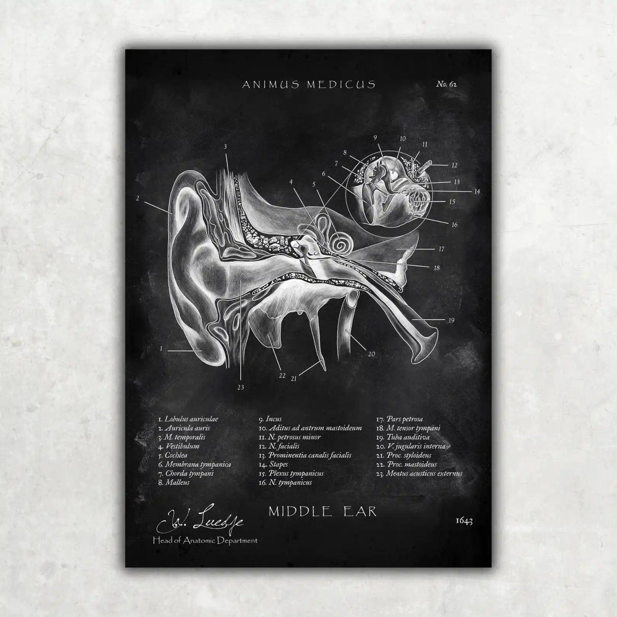 HNO Sammlung - Chalkboard - Animus Medicus GmbH