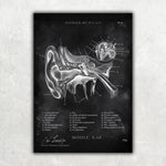HNO Sammlung - Chalkboard - Animus Medicus GmbH