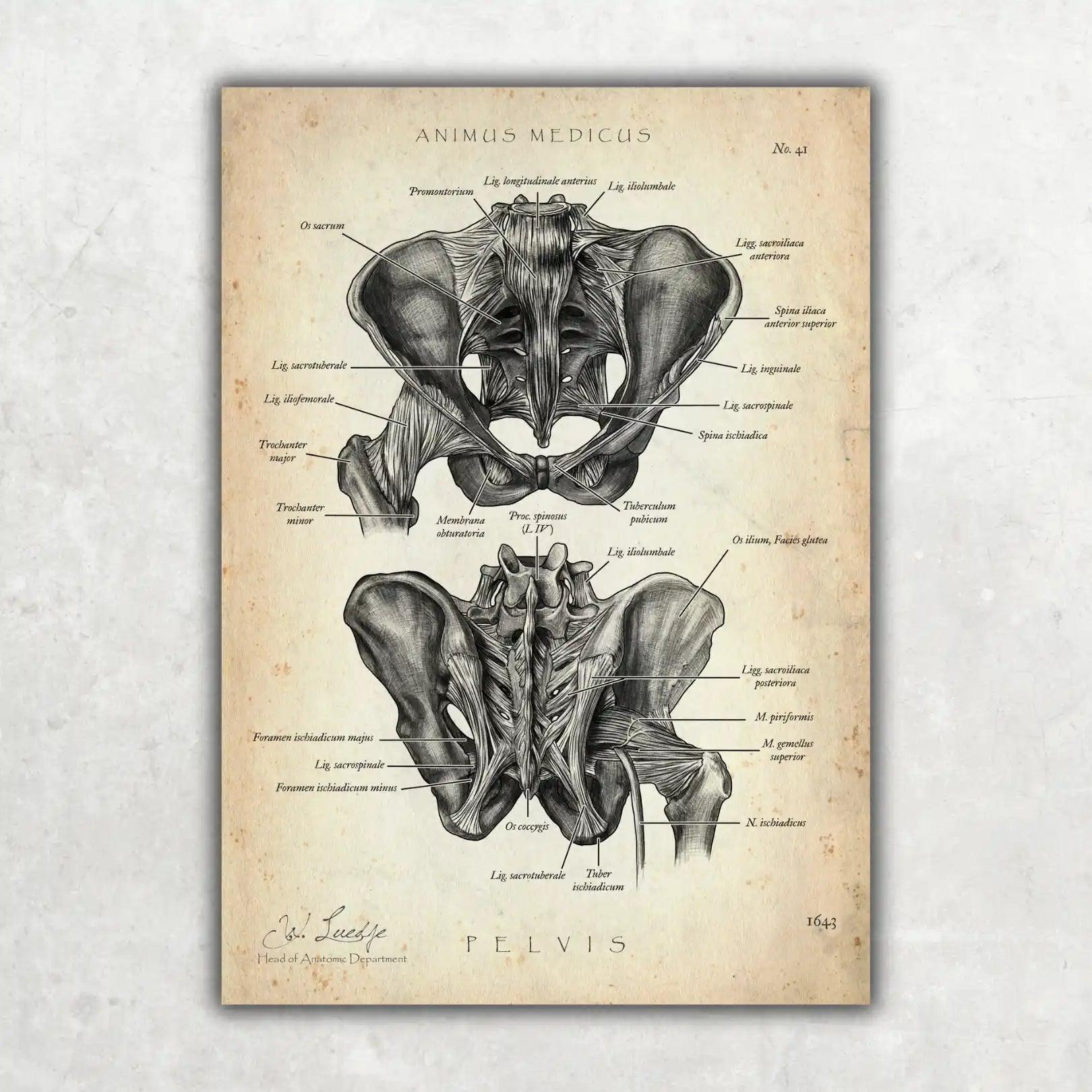 Hüftgelenk Anatomie - Animus Medicus GmbH