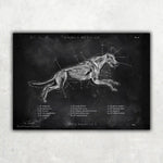 Hunde Muskulatur - Chalkboard - Animus Medicus GmbH